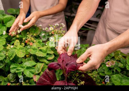 Hände von jungen männlichen Landwirten oder Gärtnern, die Blätter von Gartenpflanzen halten Stockfoto