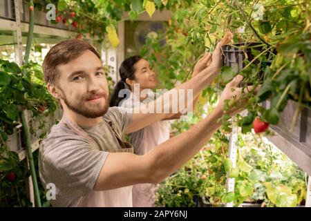 Junger männlicher Treibhausarbeiter in Uniform, der sich um wachsende Tomaten kümmert Stockfoto