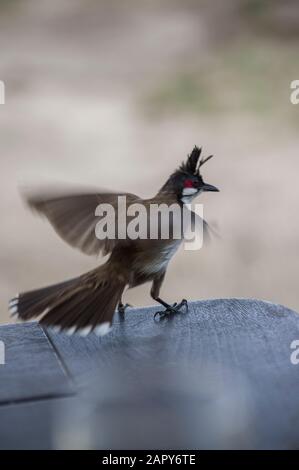 Auf einem Tisch auf Mauritius steht ein rotgeflügelter oder krebierter bulbuul oder Pychonotus jocosus - eine invasive Art für die Inselnation Stockfoto