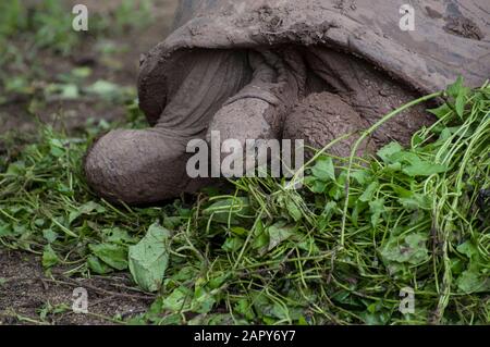 Riesenaldabra Schildkröte geochelone Gigantea Essen in Chamarel, im Black River National Park, Rivere Noire, Mauritius Stockfoto