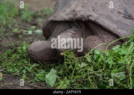 Riesenaldabra Schildkröte geochelone Gigantea Essen in Chamarel, im Black River National Park, Rivere Noire, Mauritius Stockfoto