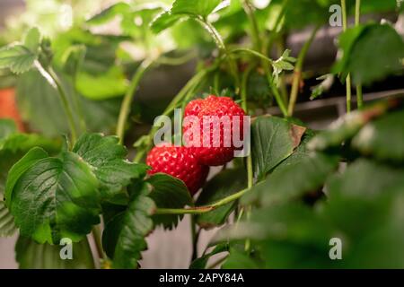 Zwei rote reife Erdbeeren hängen an Busch mit grünen Blättern unter anderen Pflanzen Stockfoto