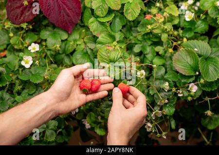 Hände des zeitgenössischen männlichen Bauern, der Erdbeeren pflückt, die im Gewächshaus wachsen Stockfoto