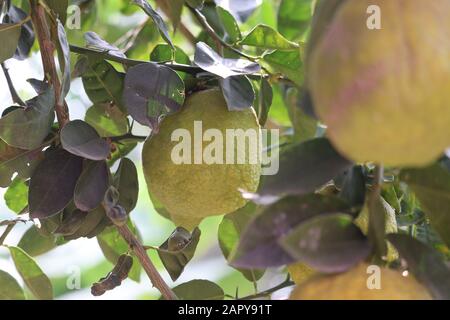 Gelbe Lime-Zitrusfrüchte am Baumzweig Stockfoto