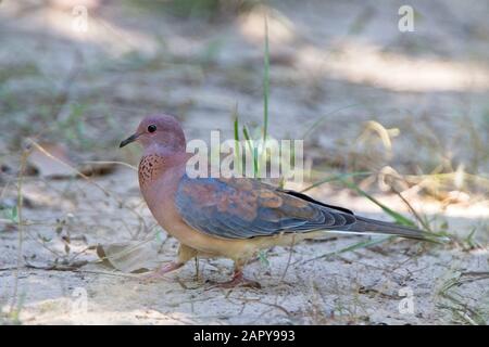 Laughing Dove, (Streptopelia senegalensis), auf dem Boden, Gambia. Stockfoto