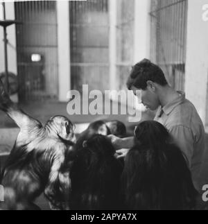 Inventare in Artis, einem der Pfleger bei den Affen Datum: 30. Dezember 1963 Standort: Amsterdam, Noord-Holland Schlüsselwörter: Affen, ZOO, Lagerbestände, PFLEGEEINRICHTUNG Name: Artis Stockfoto