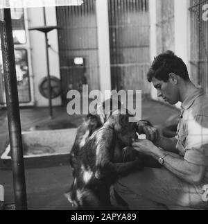 Inventare in Artis, einem der Pfleger bei den Affen Datum: 30. Dezember 1963 Standort: Amsterdam, Noord-Holland Schlüsselwörter: Affen, ZOO, Lagerbestände, PFLEGEEINRICHTUNG Name: Artis Stockfoto