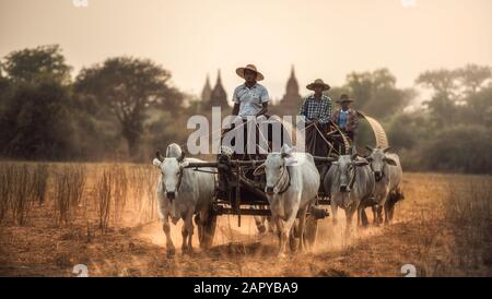 Bagan, MYANMAR, 10. März 2016: Birmanischer Landmann fährt Holzwagen mit Heu auf staubiger Straße, die von zwei weißen Büffeln gezogen wird. Ländliche Landschaft und Tradition Stockfoto