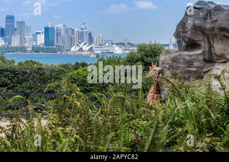 Sydney Skyline vom Torango Zoo Stockfoto