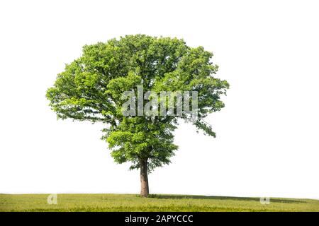 Perfekter Baum mit üppigem grünen Laub und schöner Form isoliert auf reinweißem Hintergrund Stockfoto