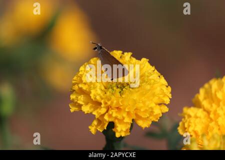 Schmetterling auf der marigalten Blume im Dschungel die Schönheit der Natur Stockfoto