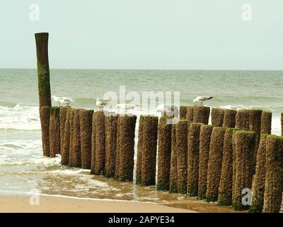 Landschaftsaufnahme von sechs weißen Möwen, die auf dem Holz stehen Material auf einem goldenen Sandstrand Stockfoto