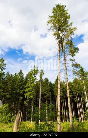 Niedriger Winkel Aufnahme von hohen Bäumen mit einem weißen bewölkt Himmel im Hintergrund Stockfoto