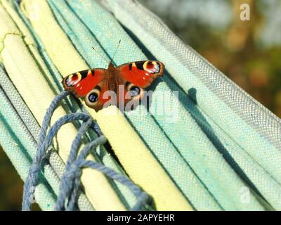 Nahaufnahme eines Pfauenschmetterlings Stockfoto