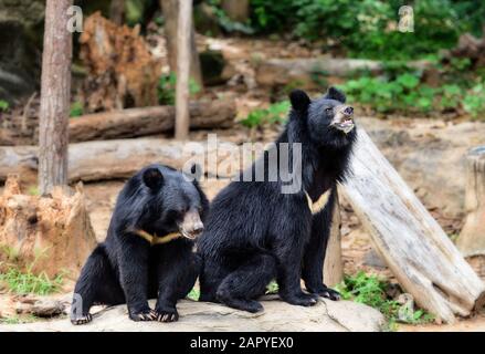 Schwarzer Bär Stockfoto