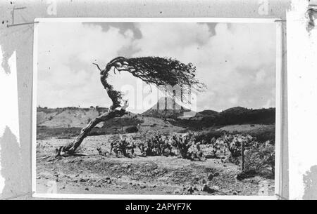 Wi [West Indies]/Anefo London Serie Dividiviboom Anmerkung: Repronegativdatum: 1940-1945 Ort: Curaçao Schlüsselwörter: Bäume, Landschaften, Zweiter Weltkrieg Stockfoto