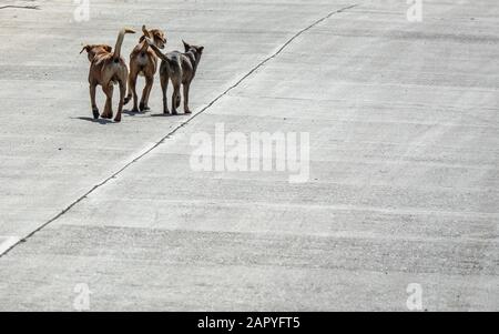 Weitwinkelaufnahme von drei Hunden nebeneinander Auf der Straße Stockfoto