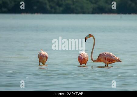 Rosa Flamingos, die tagsüber im Wasser stehen Stockfoto