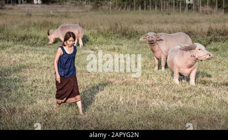 Thai weiblich Landwirt mit einem Büffel im Feld Stockfoto