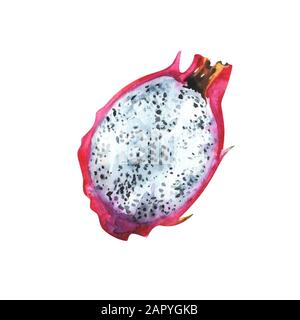 Aquarelldarstellung der Drachenfrucht Stockfoto