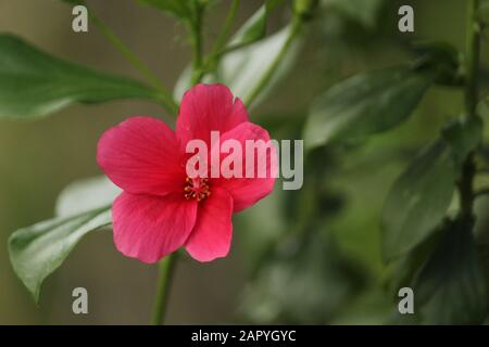 Red Hibiscus in Indien Stockfoto