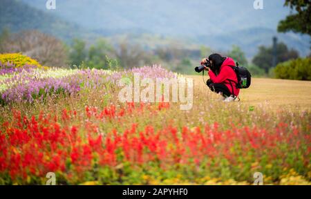 Schöne Frau fotografiert Blumen in einem Frühlingsgarten Stockfoto