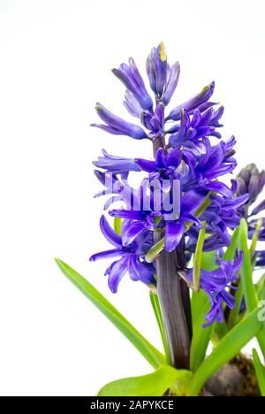 Violette Hyazinthe mit weißem Hintergrund Stockfoto