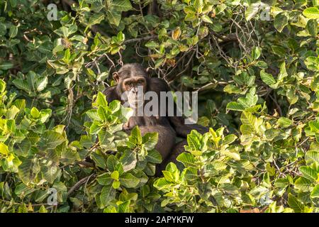 Schimpanse auf Baboon Island, River Gambia National Park, Gambia, Westafrika Schimpanzee auf Baboon Island, River Gambia National Park, Gambia, Wes Stockfoto