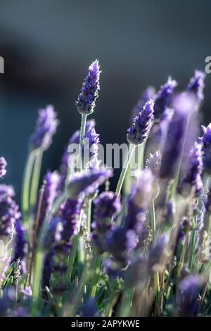 Vertikale, schöne lila Lavendelköpfe sind ein blauer Hintergrund, der in selektivem Fokus für den Kopierbereich und Text aufgenommen wird Stockfoto