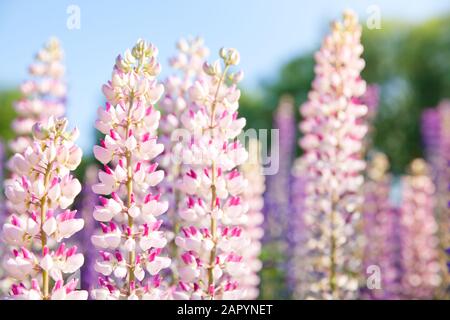 Blütenende rosafarbene Lupinenblüten vor blauem Himmelshintergrund. Bunte Lupine Sommer-Blumenhintergrund oder Grußkarte. Stockfoto