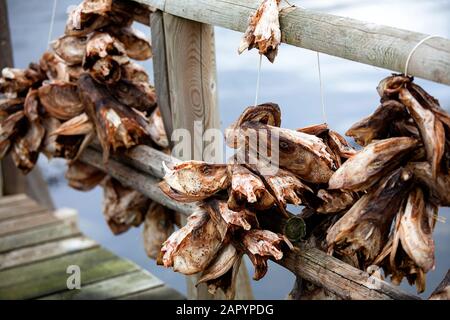 Getrocknete Fischköpfe hängen an einem Holzzaun an einem Pier, Lofoten Inselregion, Norwegen Stockfoto