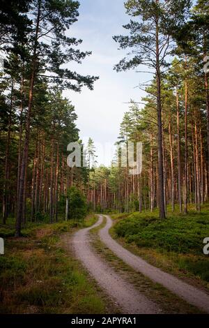 Alte kurvenreiche Schotterstraße durch die Kiefernwälder, mit Blaubeeren in Schweden Stockfoto