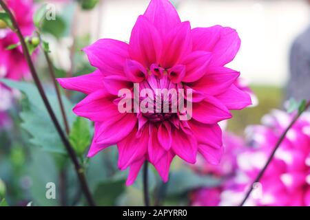 Dahlia Arnhem Blumen.Pink pompom Dahlia Blume. PinkChrysanthemum Blume. Gillyflower. Pompon Dahlia. Schöne dekorative rosafarbene Chrysanthemen, Someti Stockfoto