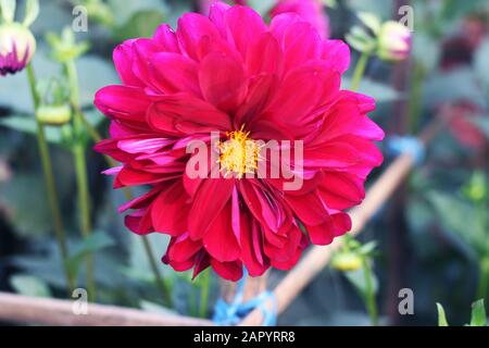 Dahlia Arnhem Blumen.Pink pompom Dahlia Blume. PinkChrysanthemum Blume. Gillyflower. Pompon Dahlia. Schöne dekorative rosafarbene Chrysanthemen, Someti Stockfoto