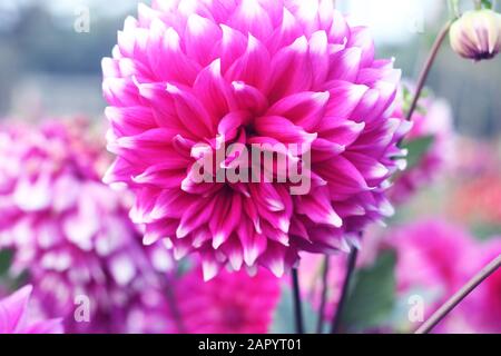 Dahlia Blume Pink Dahlia Blume. Hellrosa Blume. Dahlien in mehreren Farben mit Bienen, die bestäuben. Chrysanthemumblume in bangladesch. Stockfoto