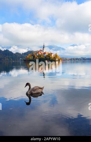 Schwan schwimmt auf dem schönen Bleder See mit der schönen Insel und der Kirche im Hintergrund Stockfoto