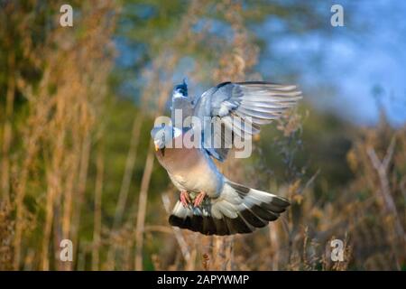 Ringeltaube Columba Palumbus im Flug Stockfoto