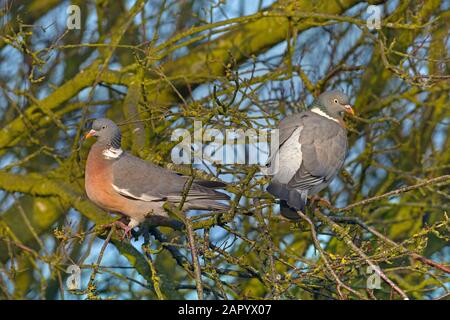 Ringeltaube Columba Palumbus im Flug Stockfoto