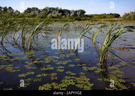 Marsh mit Iris pseudacorus (gelbe Fahne, gelbe Iris, Wasserfahne) Pflanzen Stockfoto