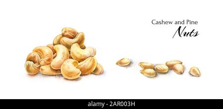 Aquarellnuss-Sammlung: Cashew und Kiefernsamen. Handgezeichnete Darstellung von Lebensmitteln isoliert auf weiß. Sammlung realistischer Elemente für Rezepte, Etiketten Stockfoto
