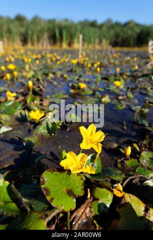 Gefranste Seerose bedecken die Wasseroberfläche in Crna Mlaka Stockfoto