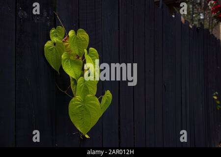 Ivy, der durch einen schwarz lackierten, Holzzaun wächst, der sich in Florida während der Wintersaison befindet. Stockfoto
