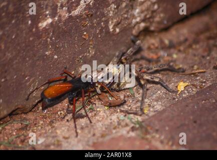 Spinne, die Wespe isst, Pompiliiden Sp. Mit ihr ist Regenspinne ( Palystes superciliosus) Beute 9 Stockfoto