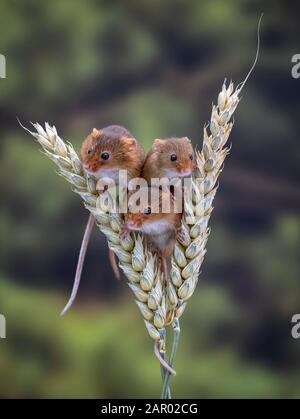 Drei Erntemaschinen, die auf Weizen balancieren (Micromys minutus) Stockfoto