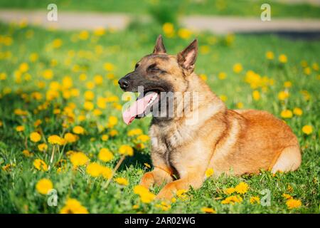 Malinois Hund sitzen draußen im Grünen Frühlingswiese mit blühenden Löwenzahn Blumen. Belgischer Schäferhund Ruhe im grünen Gras. Belgischer Schäferhund, S Stockfoto