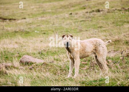 Zentralasiatischer Hirtenhund, Der Schafe In Den Bergen Georgiens Hütet. Alabai - Eine Uralte Rasse Aus Den Regionen Zentralasiens. Als Hirten Verwendet, Als Wel Stockfoto