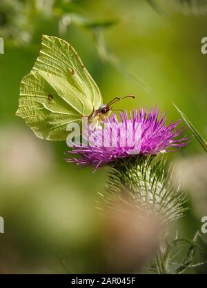 Profil eines Schmetterlings aus Stein, Gonepteryx rhamni, der sich von einer lila Distelblüte mit diffus grünem Hintergrund ernährt. Aufgenommen im Moors Valley UK Stockfoto