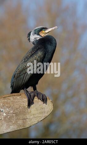 Seite an einem Cormorant, Phalacrocorax carbo, sitzend, gepercht, auf einem Holzschild ruht. Aufgenommen im Moors Valley UK Stockfoto