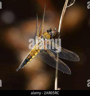 Vier gefleckte Chaser, Libellula Quadrimaculata, Libelle, die auf einem Schilf aufragten, mit Flügeln, die mit einem diffusen Bokeh-Hintergrund ausgestreckt waren. Arne UK Stockfoto