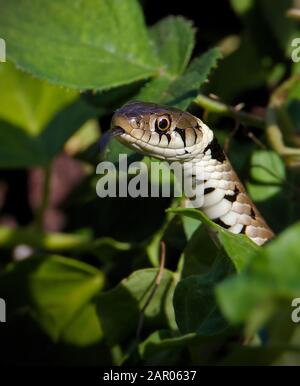 Kopfschuss einer Gras-Schlange, Natrix natrix, die aus Blättern schält, die die Luft mit der Zunge verkosten. In Blashford Lakes UK eingenommen. Stockfoto